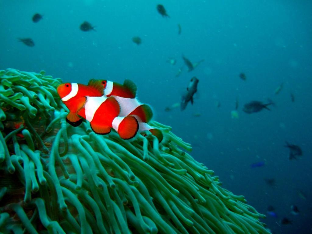 Kalipayan Beach Resort & Atlantis Dive Center 邦劳 外观 照片